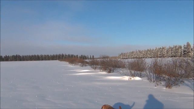 Сбор облепихи зимой. Январь 2016. Канада. смотреть онлайн