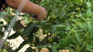 Как формировать томаты правильно. Почему важно формировать томаты. Формируем томаты в теплице.