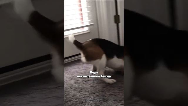 Все про породу Бигль #shorts смотреть онлайн