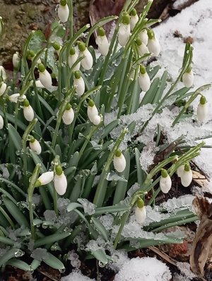 Коты прилетели.... стихи  Анна 🌼🐝🌼 #Пчёлка
