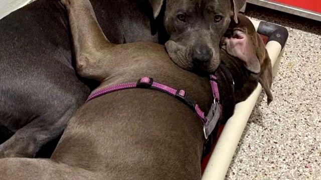 Уличный пес и брошенная собака жались друг к другу в клетке приюта смотреть онлайн