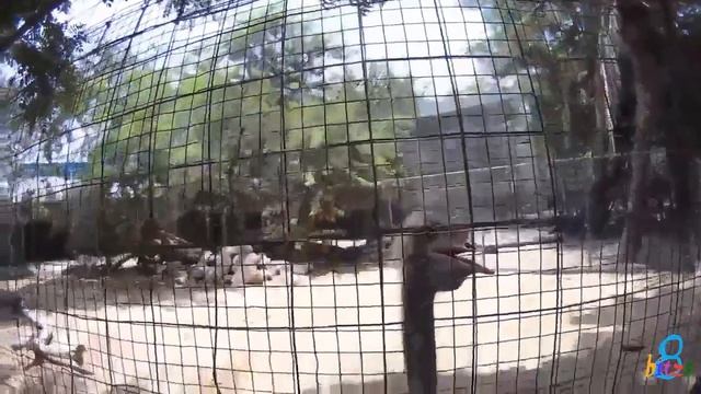 Jumeirah Zoo Dubai [2016] смотреть онлайн