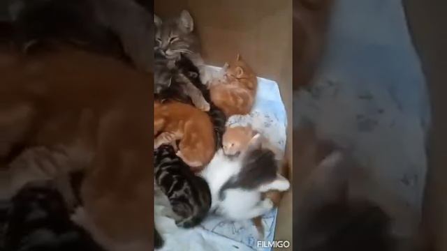 Магические котята в Ростовской области ждут добрых хозяев и друзей. смотреть онлайн