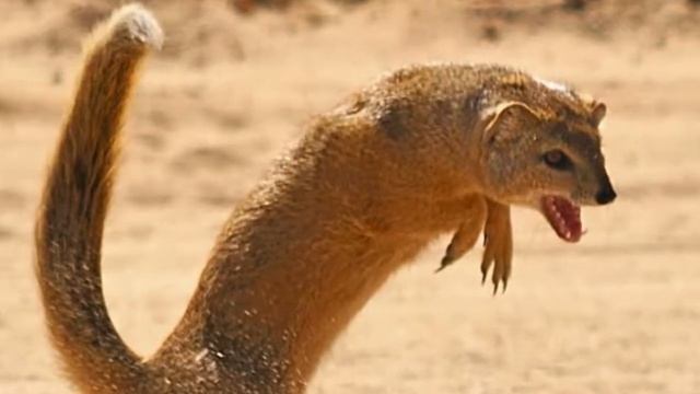 Кому не страшен змеиный яд? смотреть онлайн