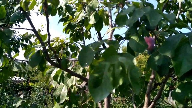 Прививание плодовых, что получилось из пенька смотреть онлайн