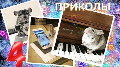 Лучшие приколы про ШИНШИЛЛ! Смешные ШИНШИЛЛЫ! Funny Chinchillas❤#4