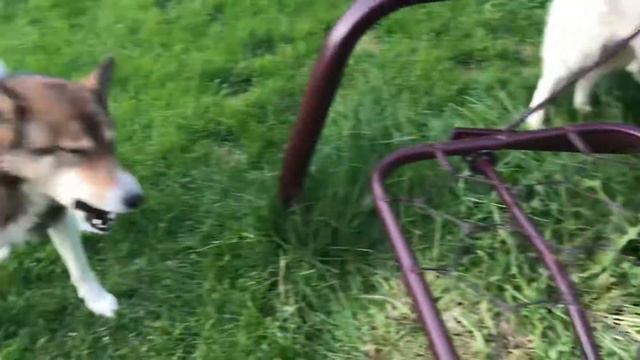 На лугу пасутся ко... правильно - собаки! смотреть онлайн