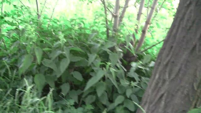 Гнездо Фазана / уже есть птенцы / вылупились птенцы / яйца фазанов смотреть онлайн