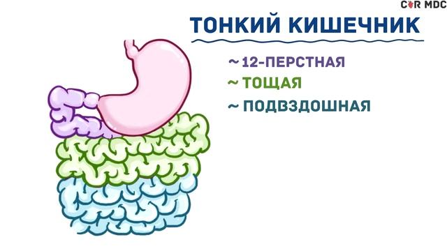 Анатомия и физиология желудочно-кишечного тракта человека - кратко смотреть онлайн