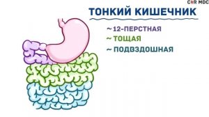 Анатомия и физиология желудочно-кишечного тракта человека - кратко