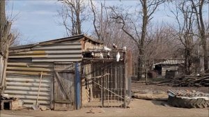 18 03 2023 год. Голуби Евгения, село Казгулак.