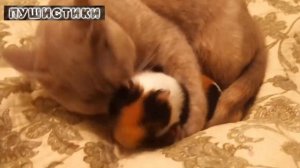 Как играть с морской свинкой, морские свинки и дети