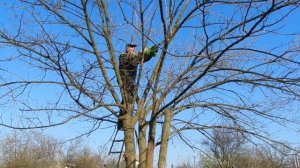 Обрезка деревьев электропилой Procraft K1800  (Прокрафт). Пилим дрова. Обрезка электропилой