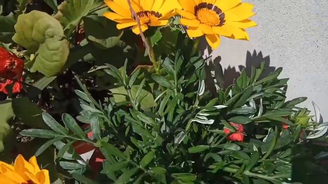 How to care gazania flower plant смотреть онлайн