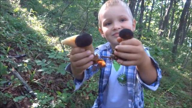 КАК СОБИРАТЬ ХОРОШИЕ ГРИБЫ How to pick mushrooms смотреть онлайн