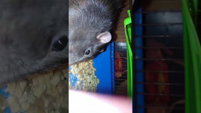 крысиные разборки смотреть онлайн