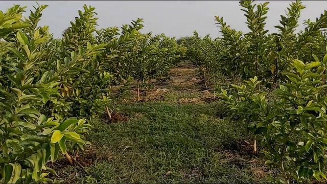 Organic Guava farm after 2 years of planting / Guava Cultivation / High Density Guava Farming смотреть онлайн