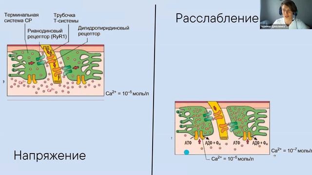 Организация синапсов: медиаторы смотреть онлайн