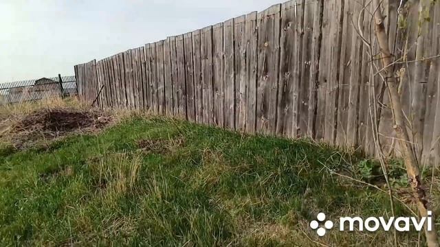 На выходные в деревню/4 мая/ирисы/клумба все краше и краше смотреть онлайн