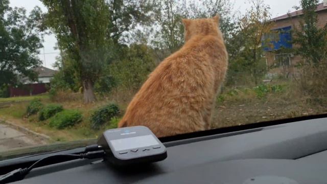 Бесхвостик Директор едет на машине. Кот на машине.