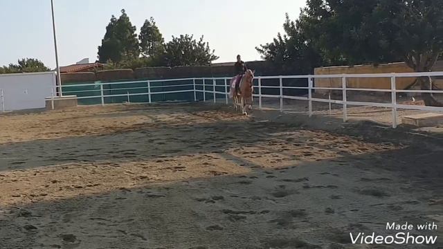 DOLLAR💰 venta de caballos Andrés Santiago (www.ventadecaballospre.com)645763416 смотреть онлайн