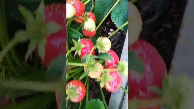 сорт земляники Хоней смотреть онлайн