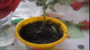 Сажаем черенки розы из букета в горшок