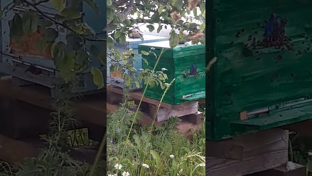 Определение скорого дождя по поведению пчёл . смотреть онлайн