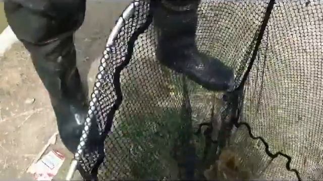 Ловля креветки