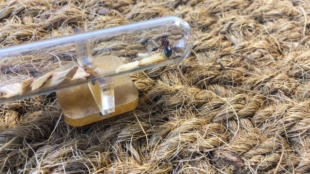 ? Глянцевые красавицы Сamponotus lameerei ? Муравьи смотреть онлайн