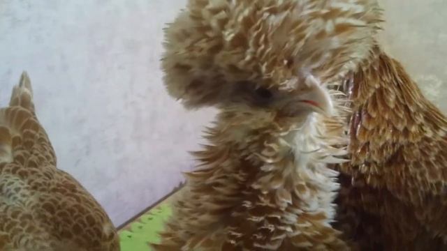 Падуан шамоа карлик гладкий и курчавый. ЛПХ "ЗайКИ" Могилев Беларусь. смотреть онлайн