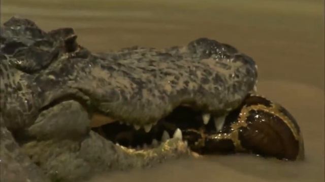 Invasion of the Giant Pythons - Gator vs Python смотреть онлайн