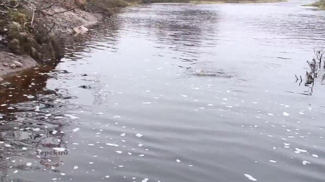 Кумжа форель смотреть онлайн