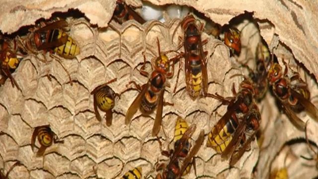 Как вывести шершней с чердака смотреть онлайн