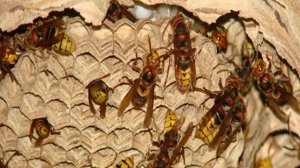 Как вывести шершней с чердака