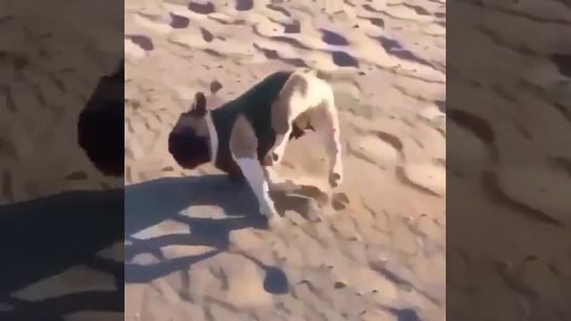 Грациозный мопс смотреть онлайн