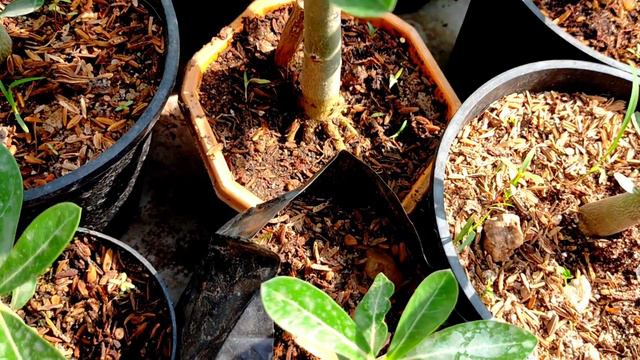 Sunday update adenium Garden overview 5th June смотреть онлайн