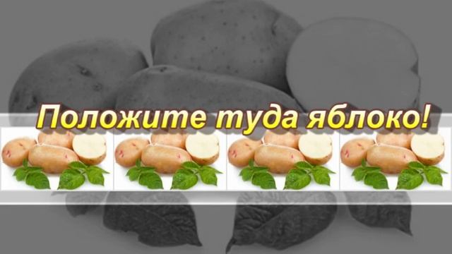 Что делать, чтобы картошка не прорастала? смотреть онлайн