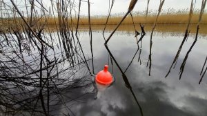 ЛОВЛЯ КАРАСЯ на ДЕДОВСКУЮ ПОПЛАВОЧНУЮ УДОЧКУ.#рыбалка #ловлякарася  #карась #fishing