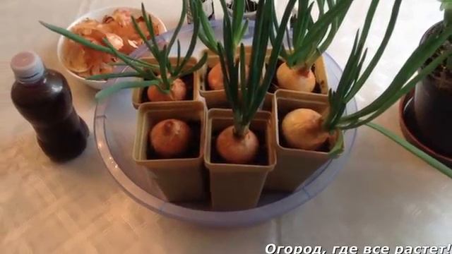 Как бороться с МОШКАМИ на рассаде и на комнатных растениях.mp4 смотреть онлайн