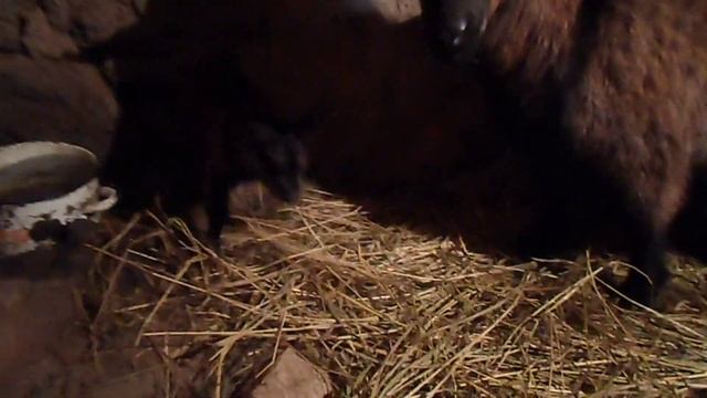 Камерунская коза только что родила. Первый час новорожденной козочки смотреть онлайн