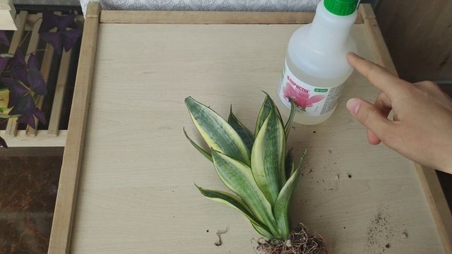 Сансевиерия Голден Хани/ Хани Голд/Golden Hahnii + профилактическая обработка нового растения в дом смотреть онлайн