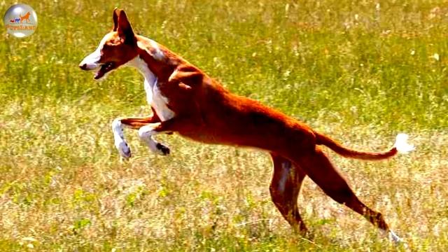 Ibizan Hound (Podenco Ibicenco) смотреть онлайн
