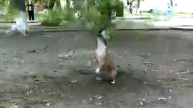Собаке очень помешала ветка. смотреть онлайн
