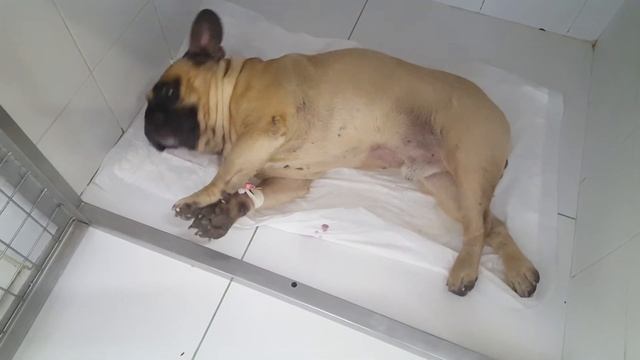 Болезнь дисков в шее у собаки смотреть онлайн