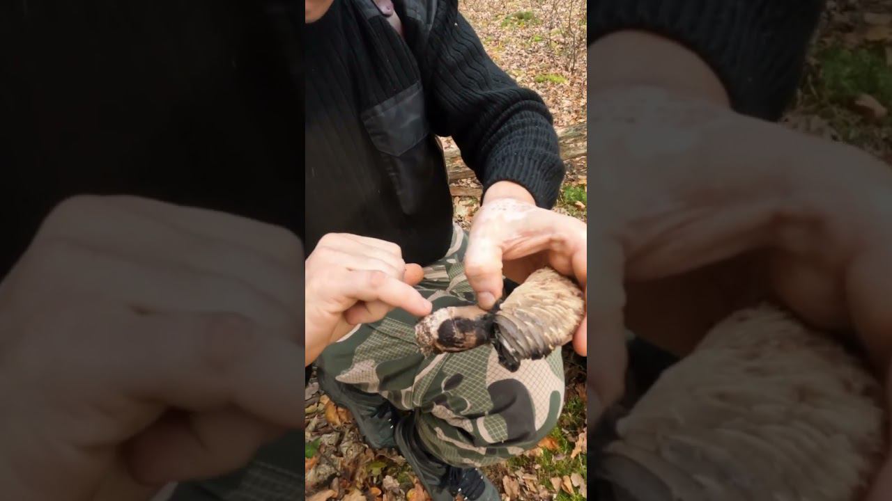 Гриб с гос номером смотреть онлайн