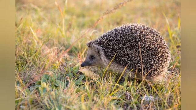 Даурский ёж в лесостепях забайкалья смотреть онлайн