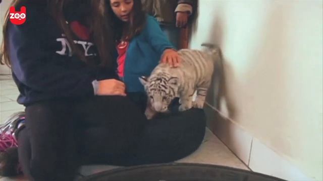 Rare White Bengal Tiger Cub: SO CUTE смотреть онлайн