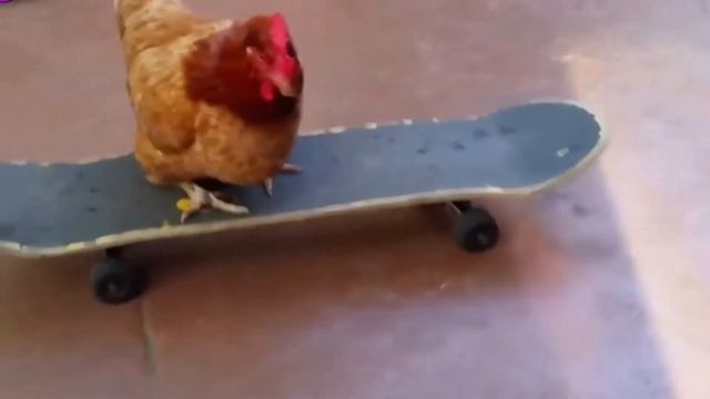 Смешные куры/ лучшие приколы про домашние птицы?? смотреть онлайн