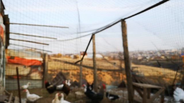 Вес Мускусной утки // Индоутки у Gnomvolga ВЛОГ смотреть онлайн